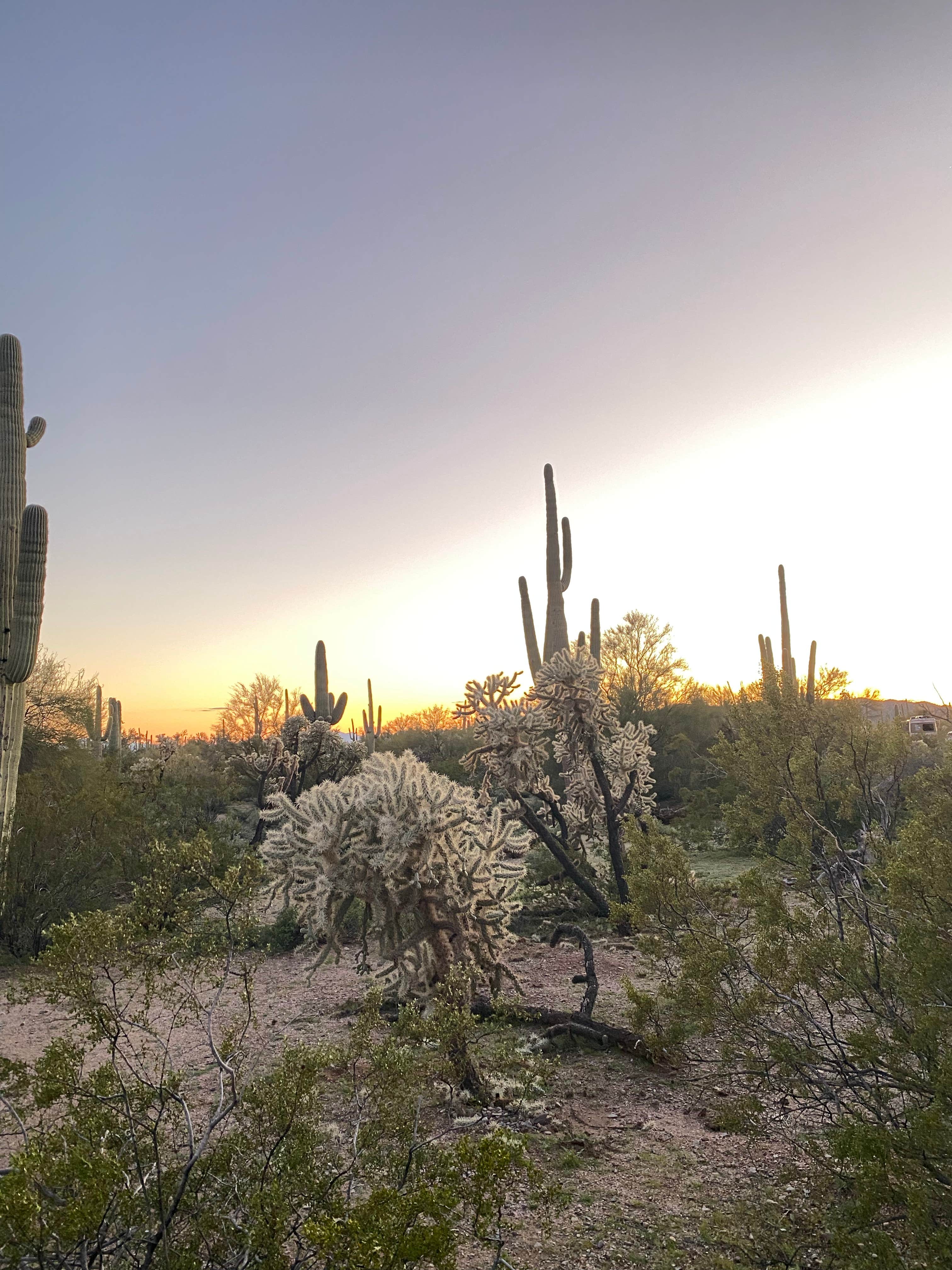 Carolyn S.'s photo of a dispersed camping area at Cactus Forest Dispersed near Picacho, AZ