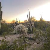 Review photo of Cactus Forest Dispersed by Carolyn S., March 3, 2023