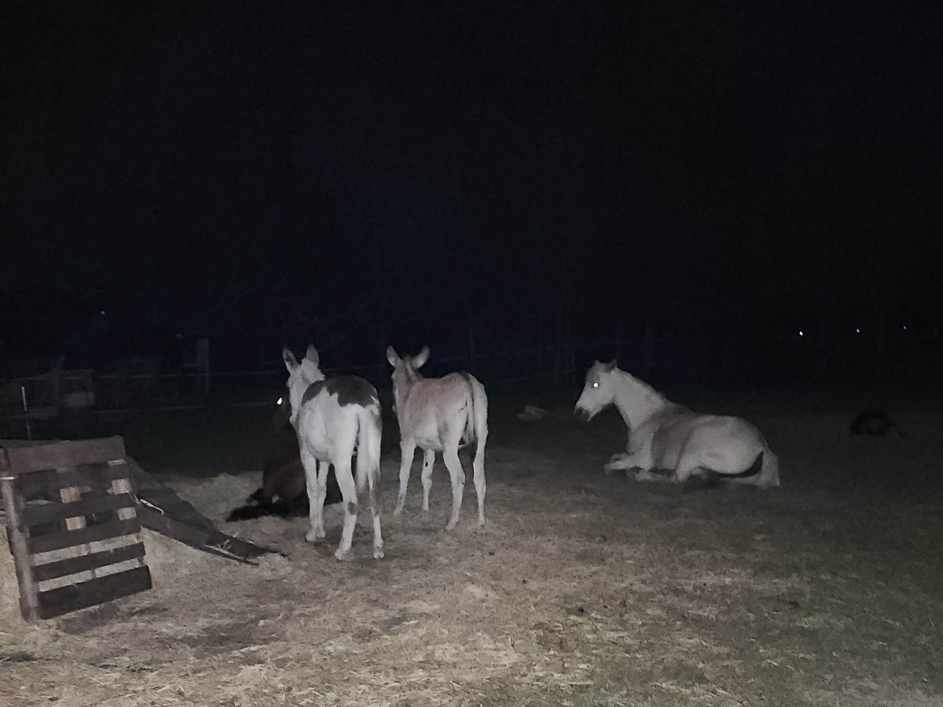 Cory P.'s photo of camping with a horse at More Than Welcome near Micanopy, FL