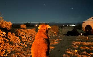 Brianna G.'s photo of camping with pets at Valley of Fire Dispersed near Overton, NV