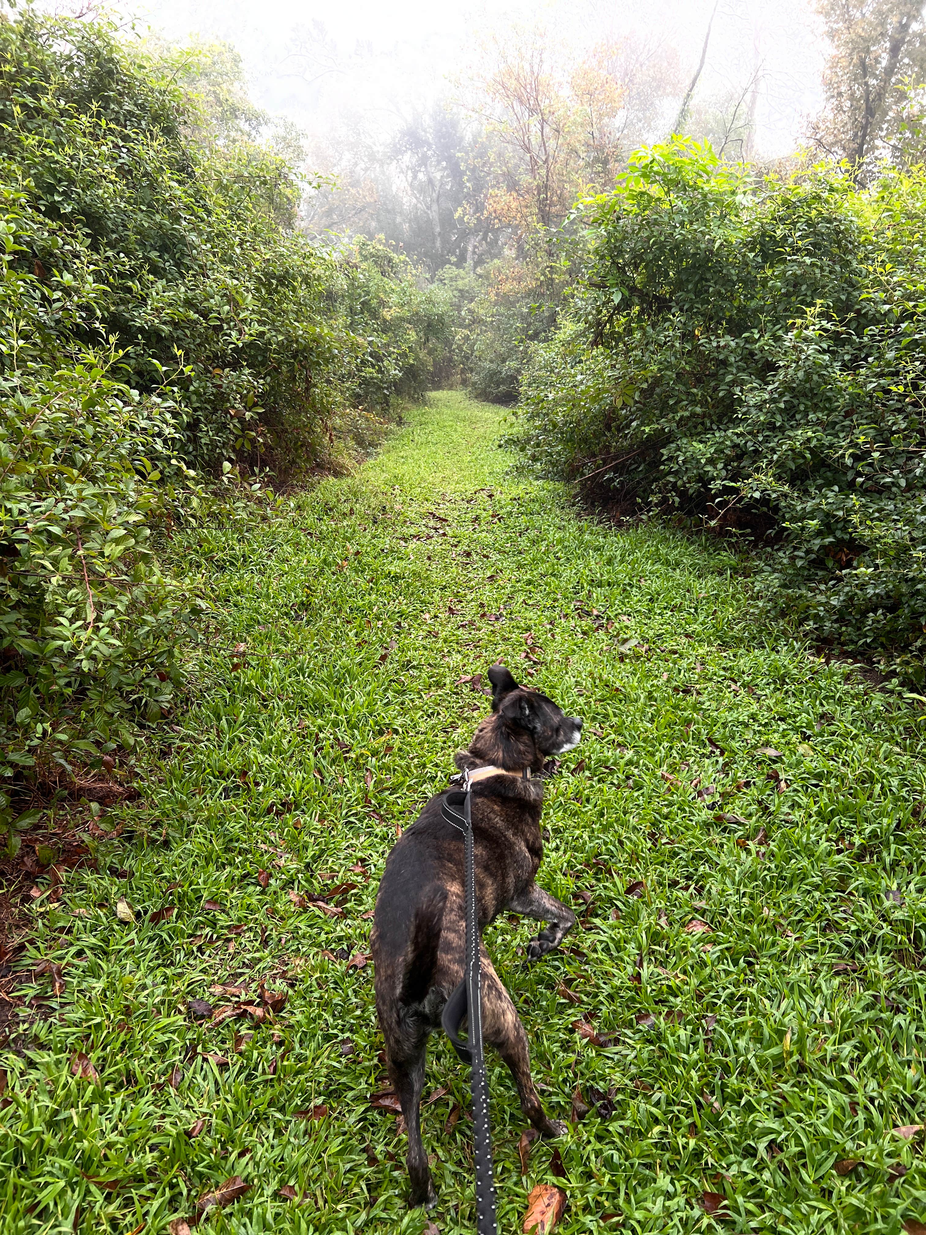 Untrammelers B.'s photo of camping with pets at St. Bernard State Park Campground near Metairie, LA