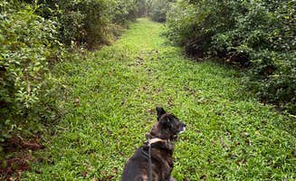 Untrammelers B.'s photo of camping with pets at St. Bernard State Park Campground near New Orleans, LA