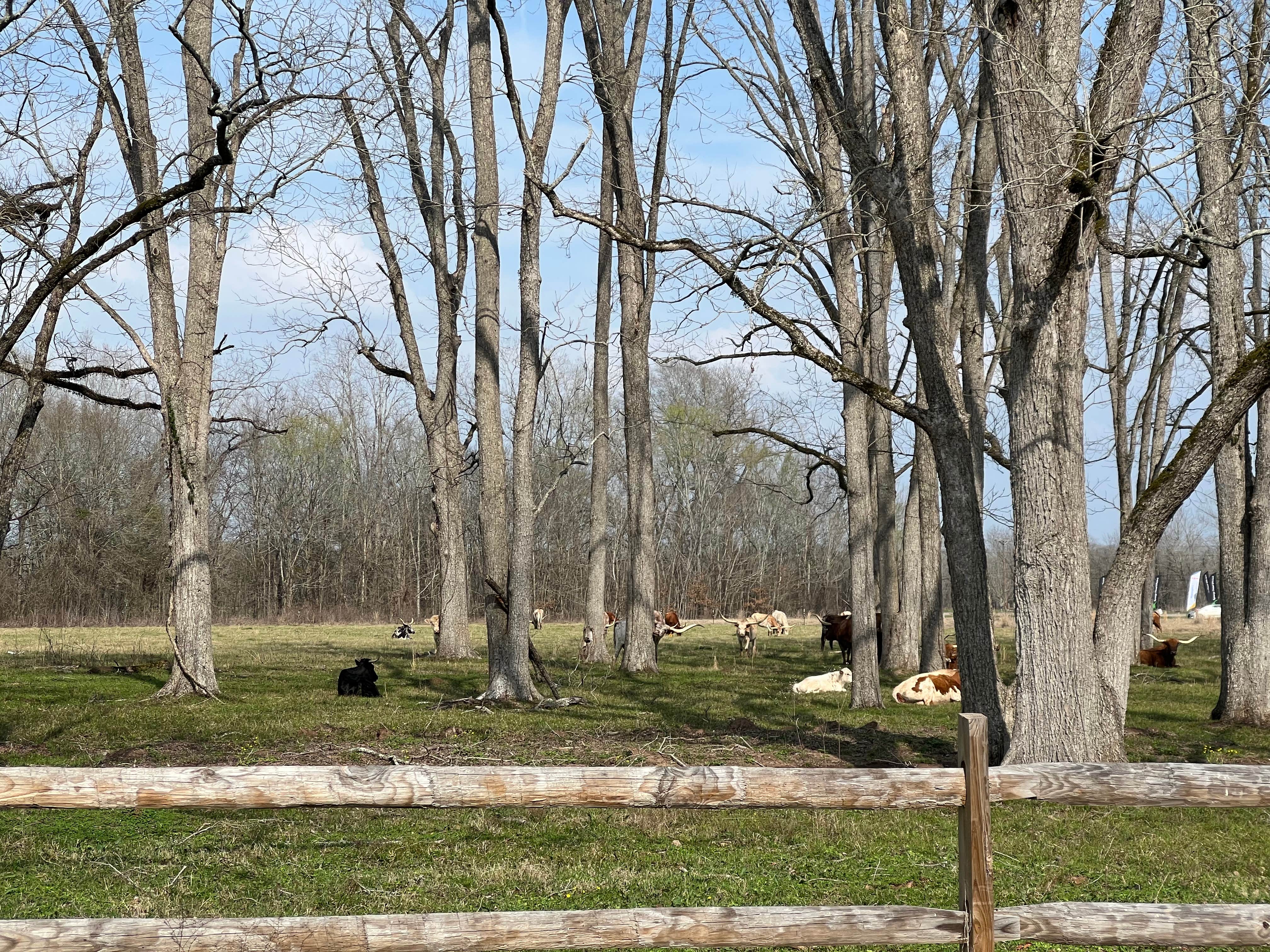 Camper-submitted photo at Natchitoches Pecan Orchard RV Park near Natchitoches, LA