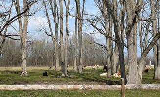 Casey L.'s photo of camping with pets at Natchitoches Pecan Orchard RV Park near Alexandria, LA