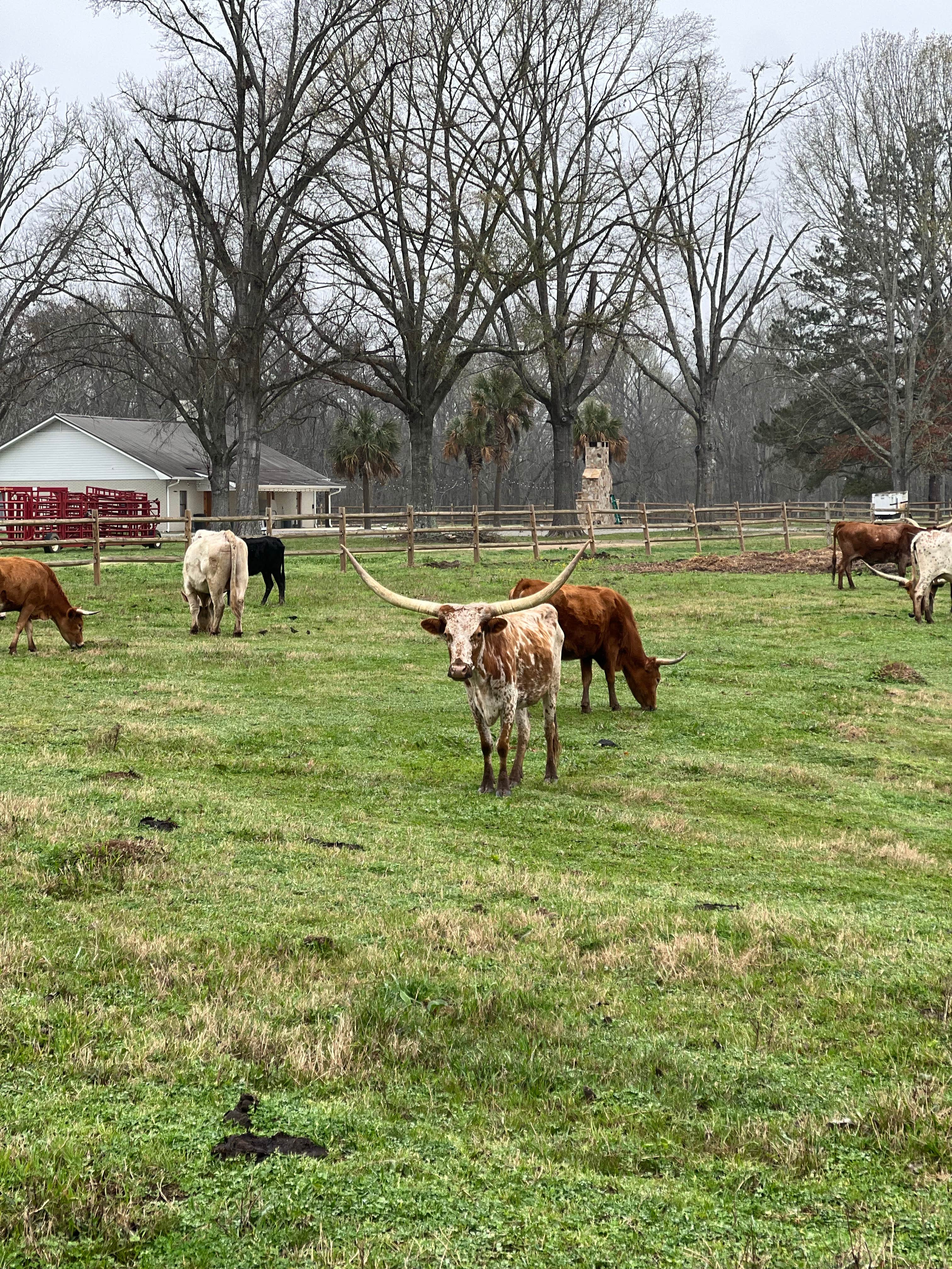 Camper submitted image from Natchitoches Pecan Orchard RV Park - 3