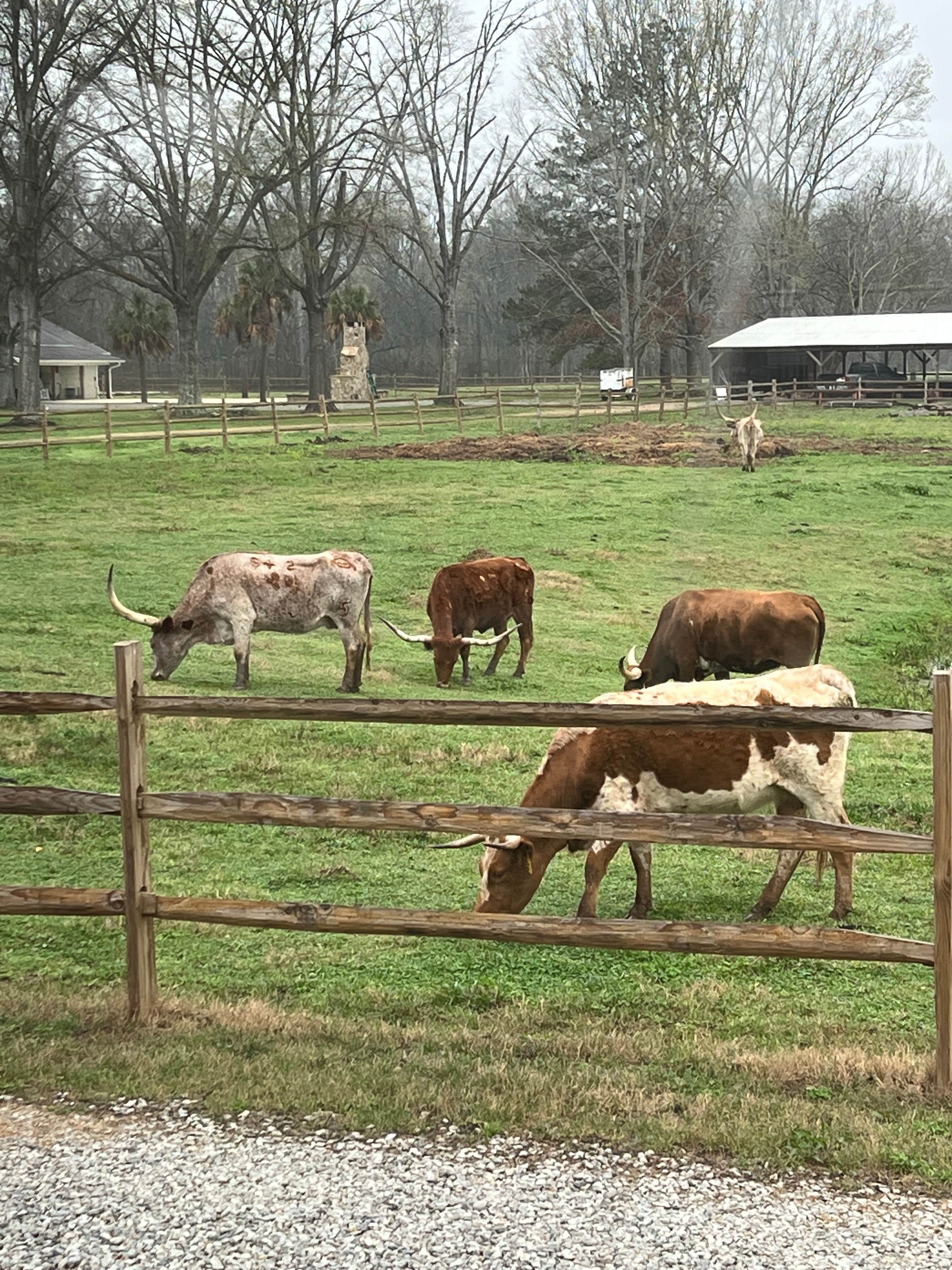 Camper submitted image from Natchitoches Pecan Orchard RV Park - 1