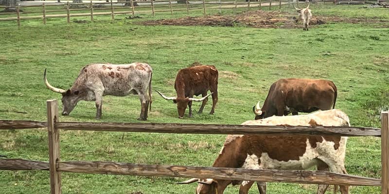 Camper submitted image from Natchitoches Pecan Orchard RV Park