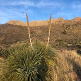 Review photo of Baylor Canyon Rd Spur, BLM, Free by Ray L., March 4, 2023