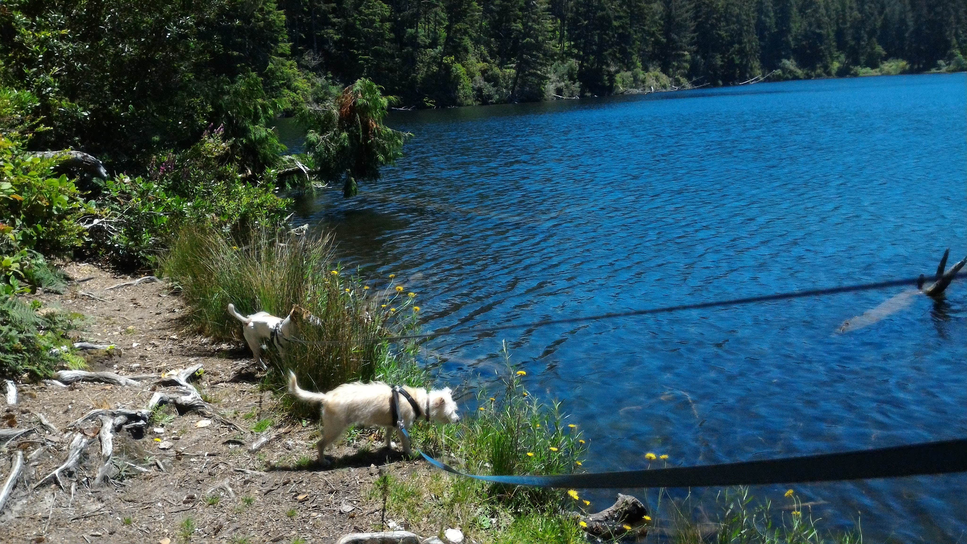 Tim J.'s photo of camping with pets at Umpqua Lighthouse State Park Campground near Coos Bay, OR