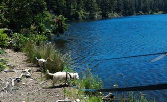 Tim J.'s photo of camping with pets at Umpqua Lighthouse State Park Campground near Siuslaw National Forest