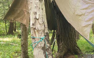 Amber F.'s photo at Island Campground near Huttonsville, WV