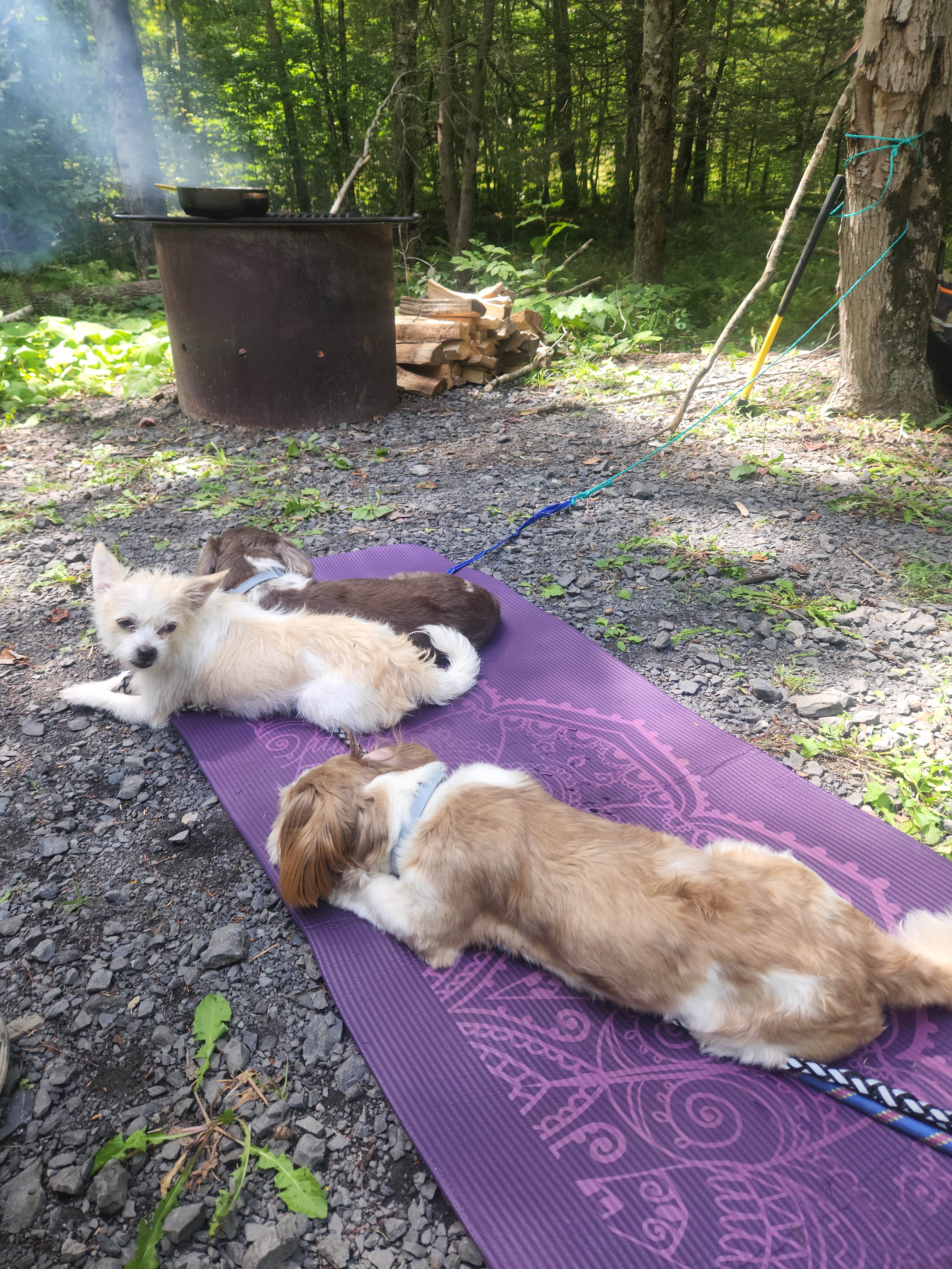 Camper-submitted photo at Island Campground near Blue Grass, VA