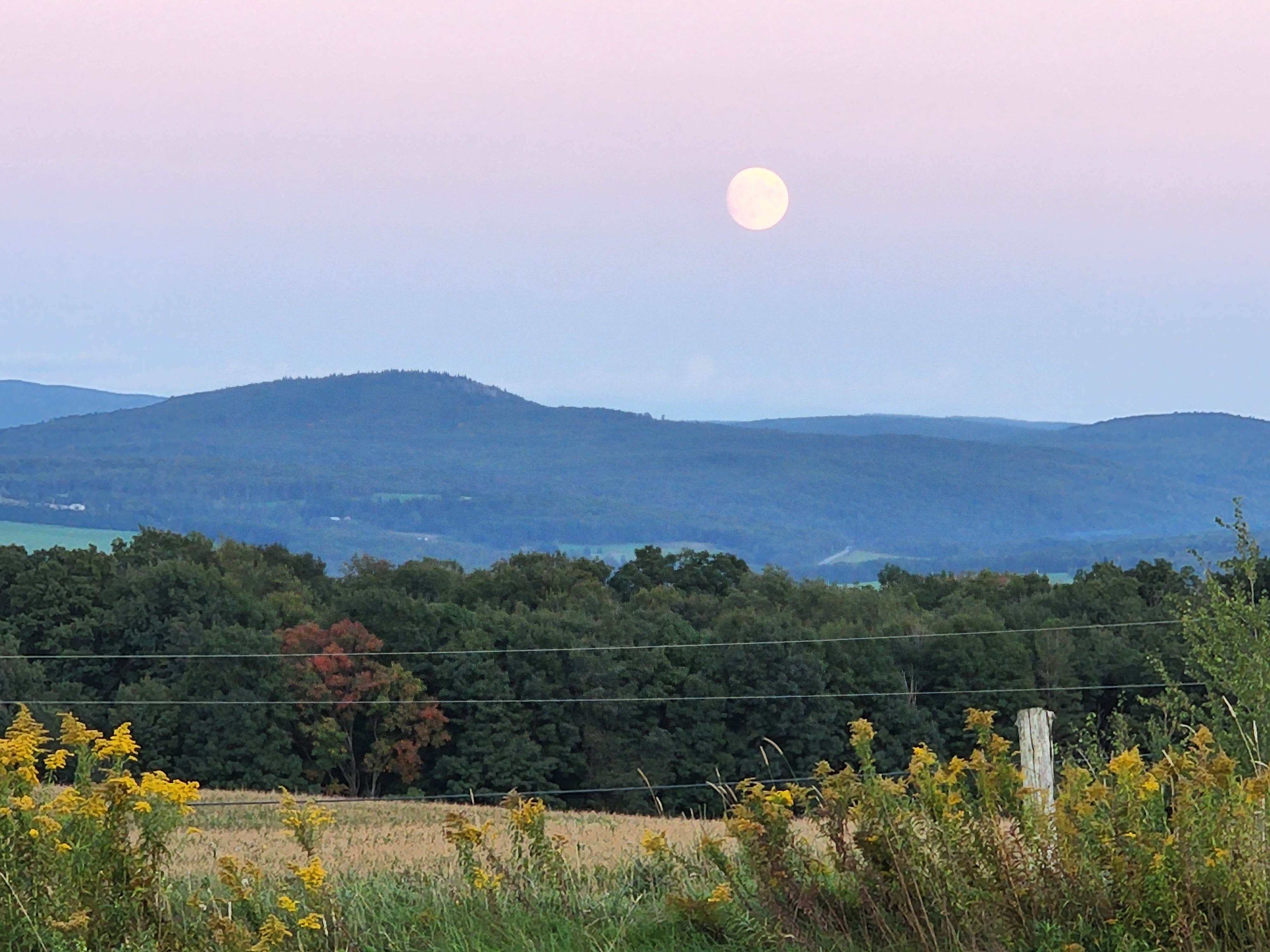 Camper submitted image from Lavender Essentials of Vermont - 2