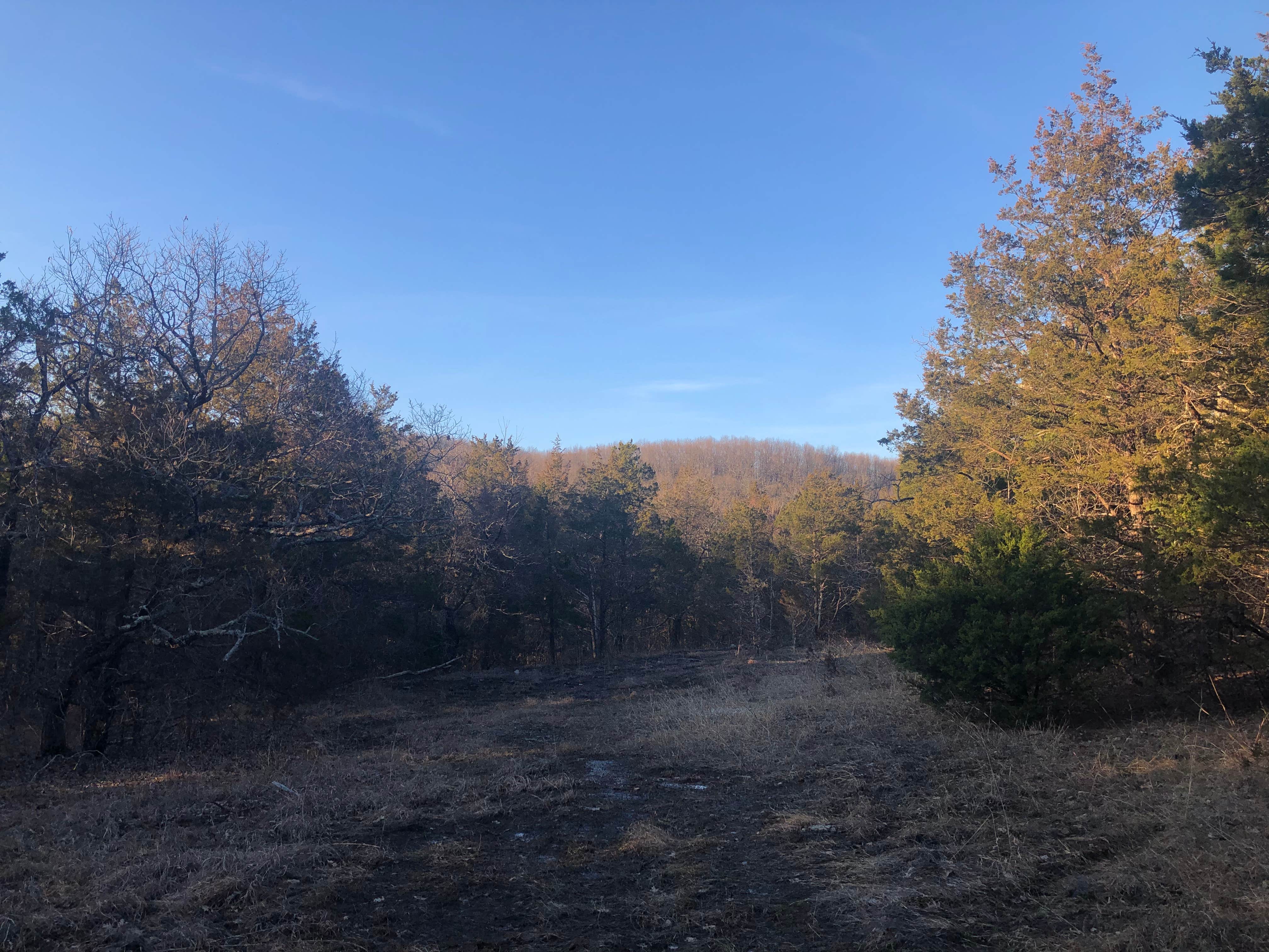 Conceptual S.'s photo of a dispersed camping area at Blair Ridge Rd Dispersed near Aurora, MO