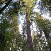 Review photo of Jedidiah Smith Campground — Redwood National Park by Duncan G., March 6, 2023