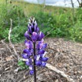 Review photo of Rolling M. Ranch Campground — Chino Hills State Park by William S., March 7, 2023