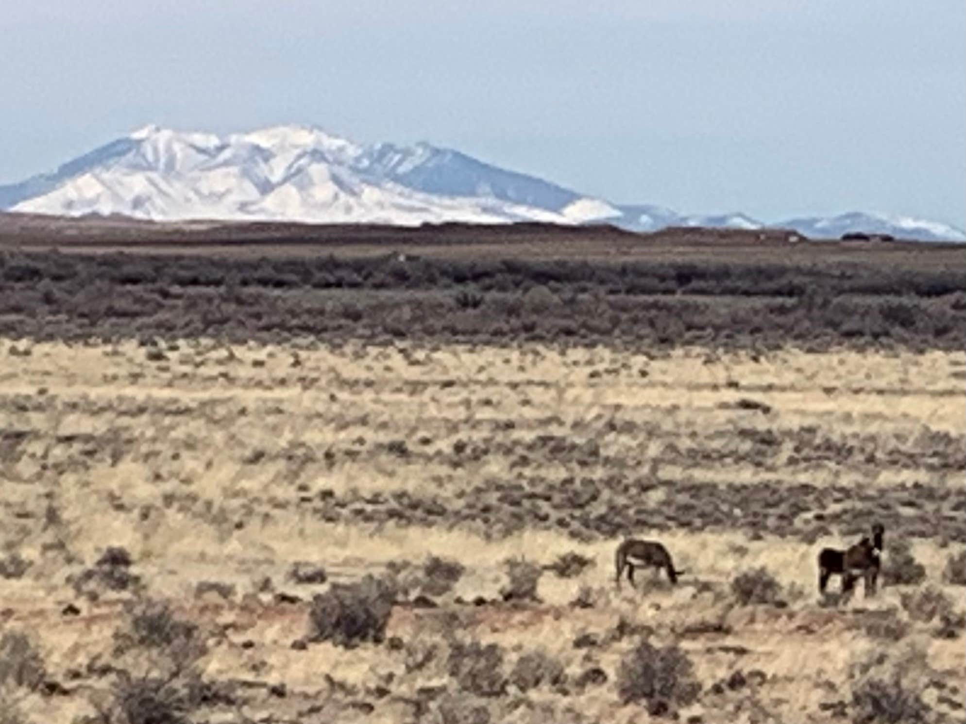 Kellie's photo of camping with pets at Homolovi State Park Campground near Petrified Forest Natl Park, AZ