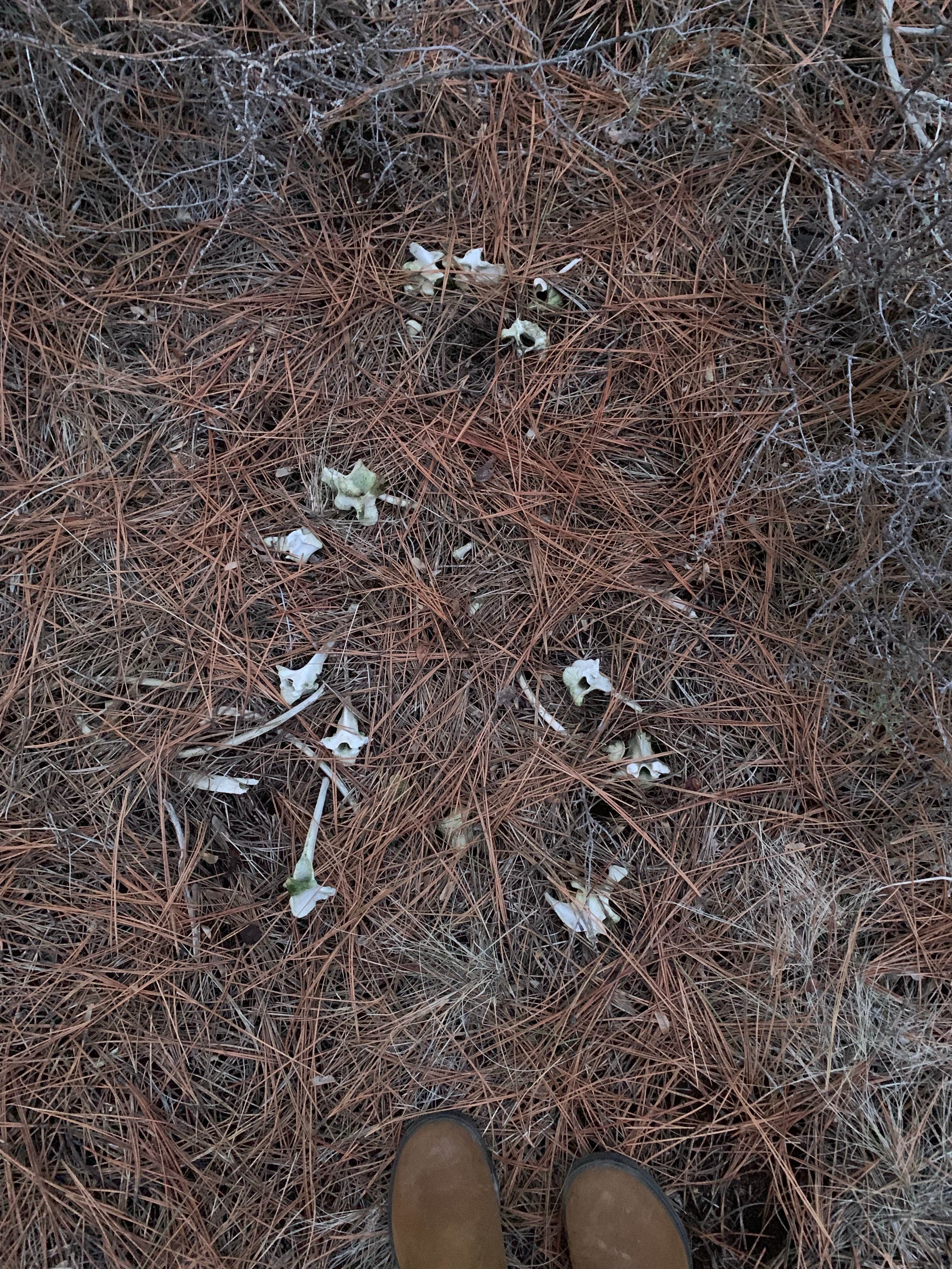 Camper-submitted photo at Sisters, Oregon - Dispersed Camping near Culver, OR