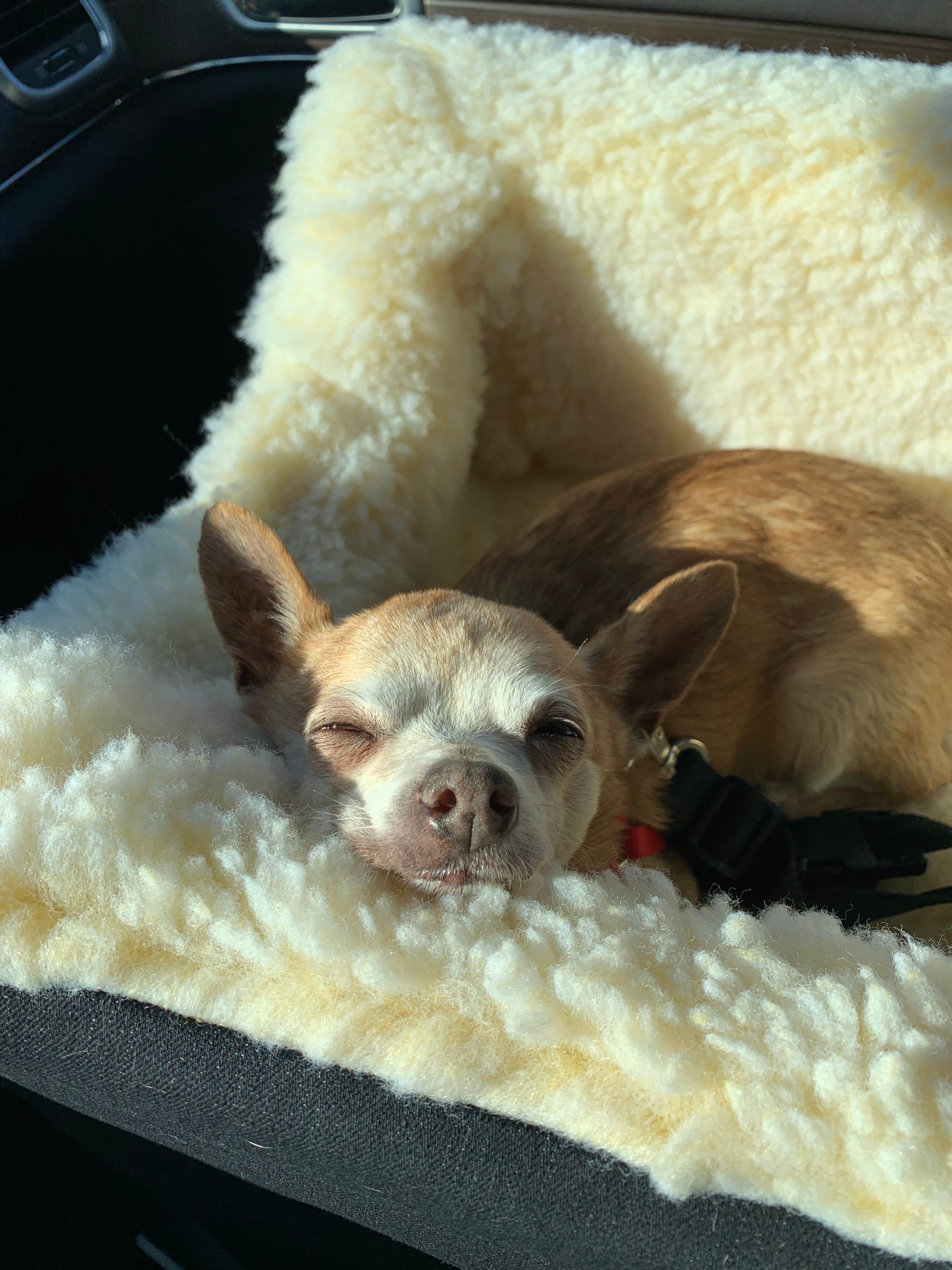 suzanne R.'s photo of camping with pets at Tampa East RV Resort, A Sun RV Resort near Zephyrhills, FL