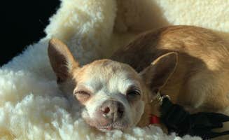 suzanne R.'s photo of camping with pets at Tampa East RV Resort, A Sun RV Resort near Dover, FL
