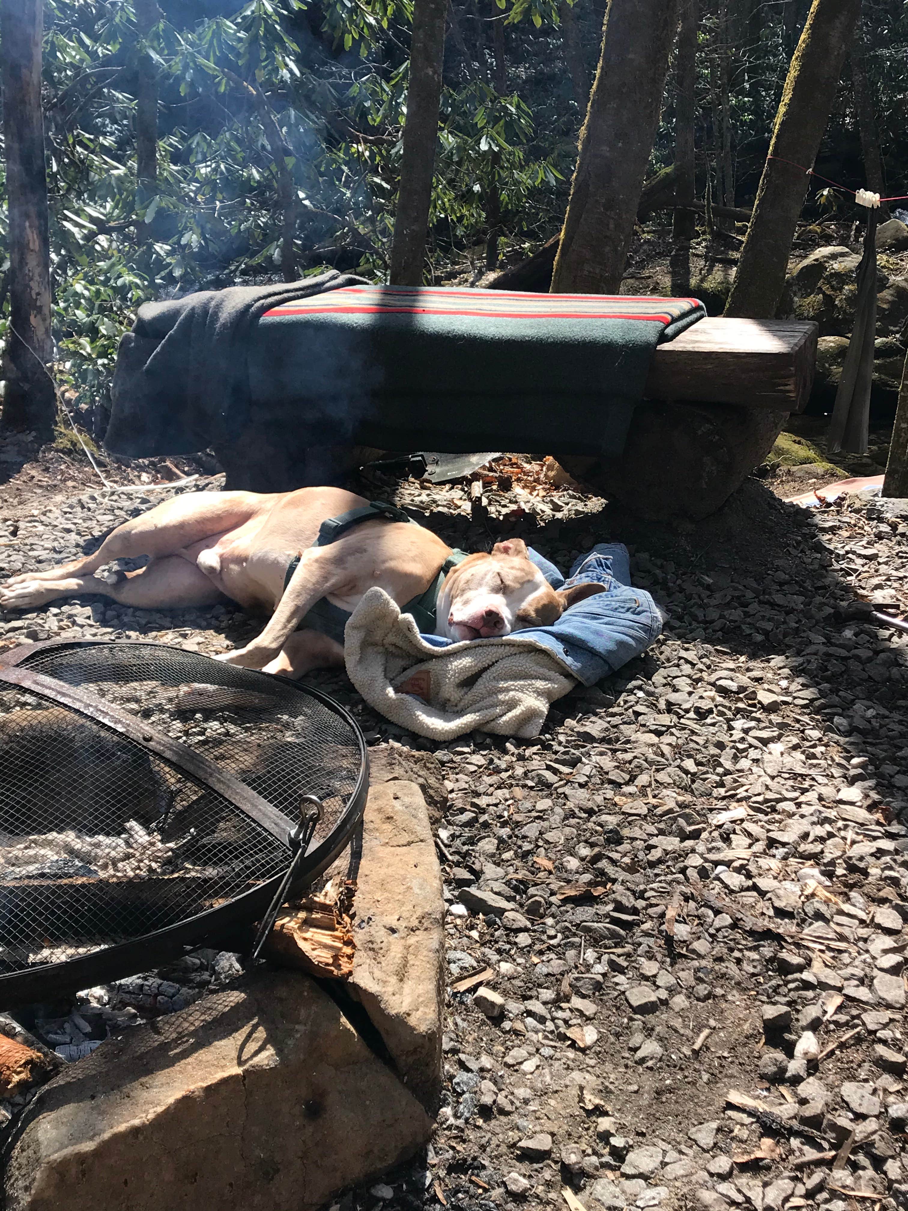 Taylor H.'s photo of camping with pets at Mountain Creek Rest near Marble, NC