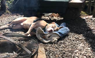Taylor H.'s photo of camping with pets at Mountain Creek Rest near Fontana Dam, NC
