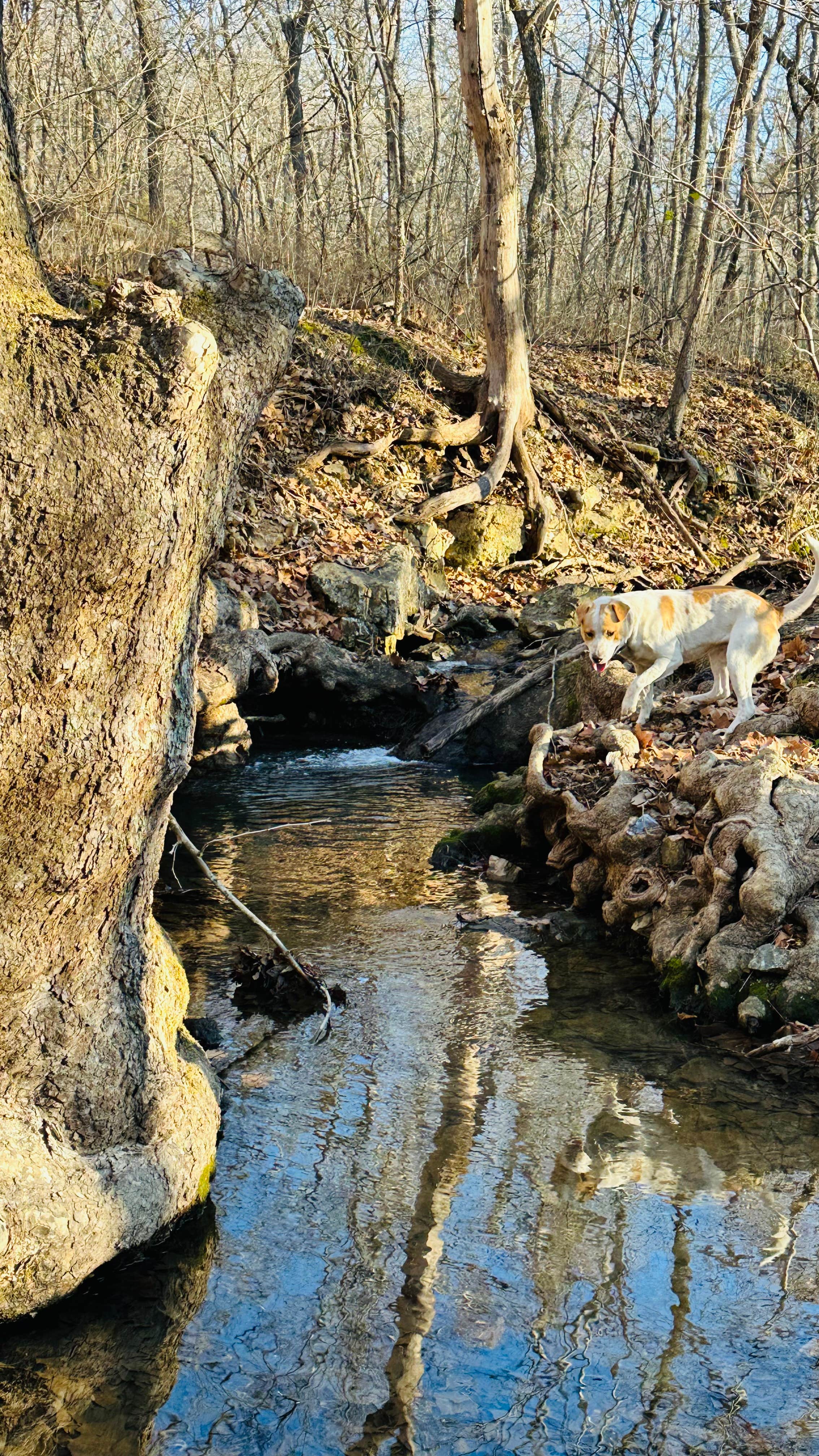 Hailey A.'s photo of camping with pets at Timber Springs Campground near Oologah, OK