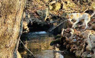 Hailey A.'s photo of camping with pets at Timber Springs Campground near Oologah Lake