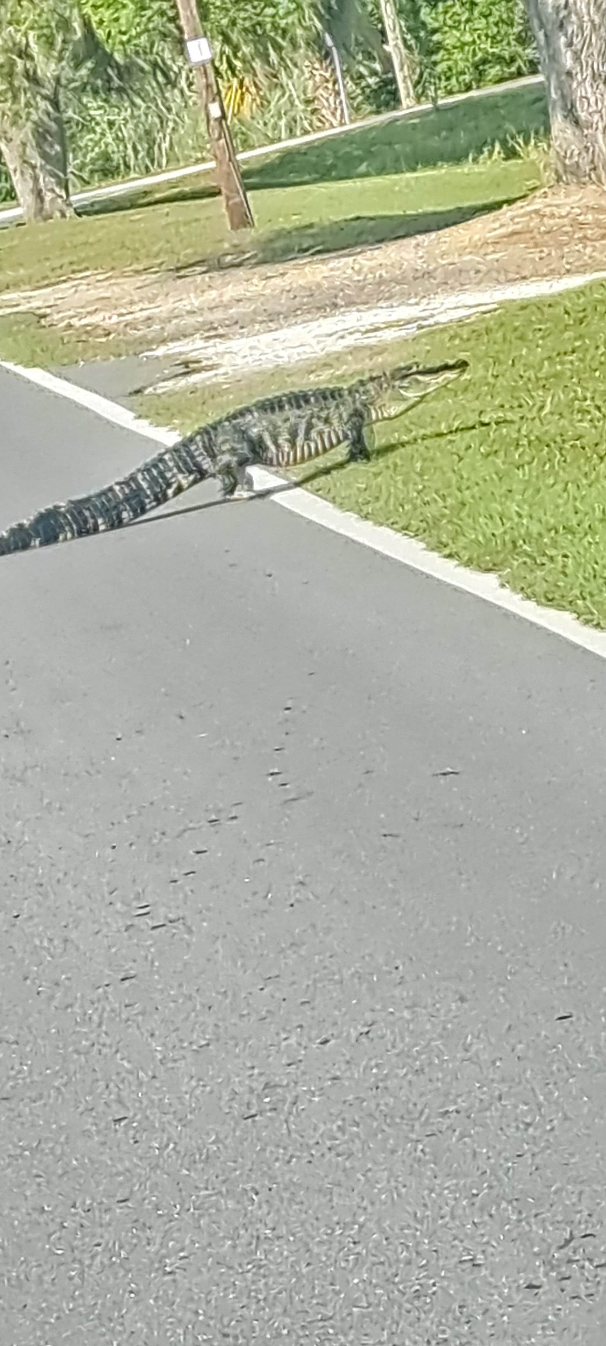 Camper-submitted photo at Saddle Creek Park and Campground near Bartow, FL