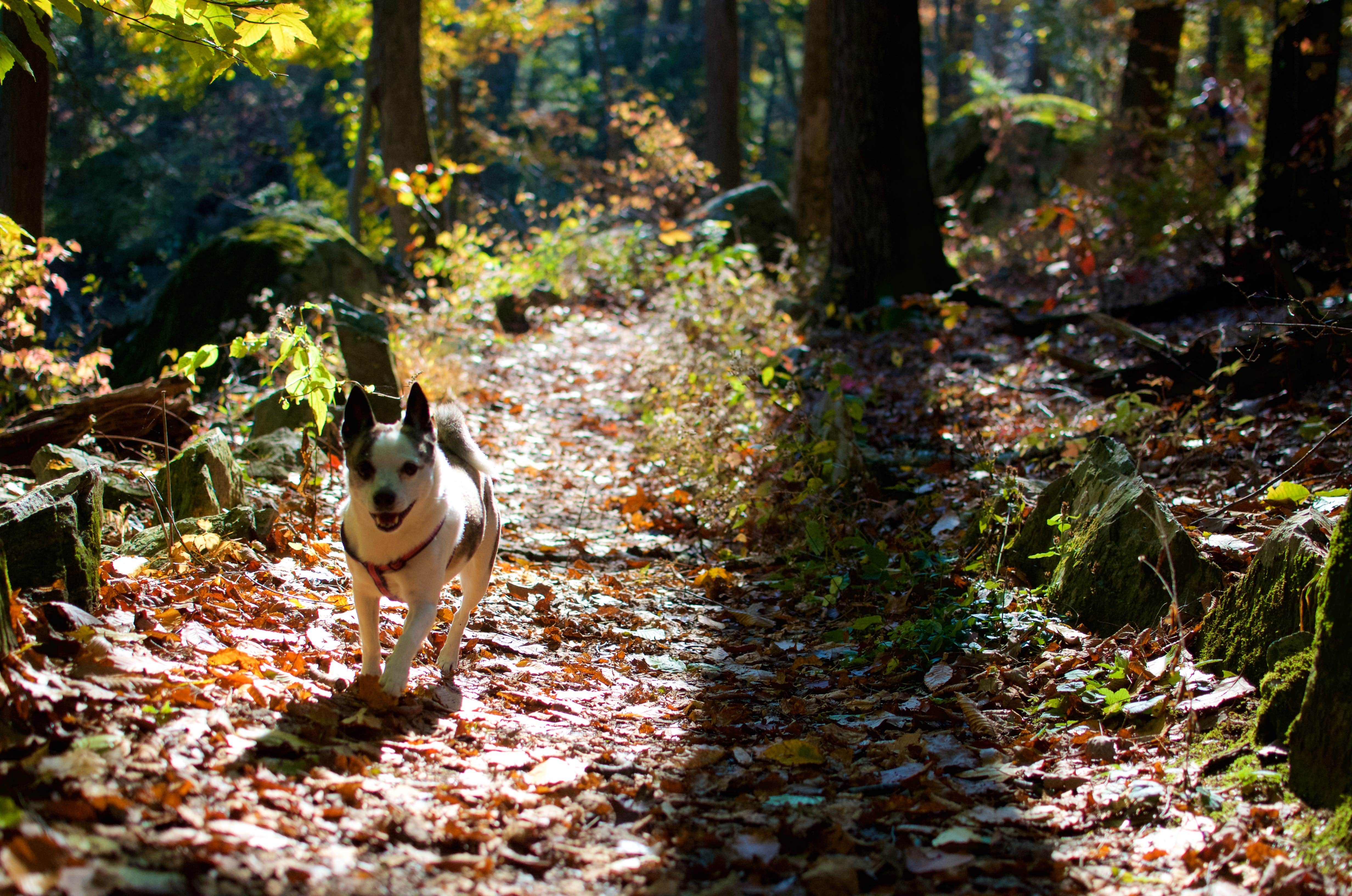Asher K.'s photo of camping with pets at Clarence Fahnestock State Park Campground near Greenwich, CT