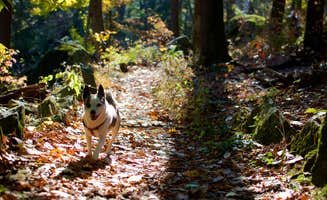 Asher K.'s photo of camping with pets at Clarence Fahnestock State Park Campground near Verbank, NY