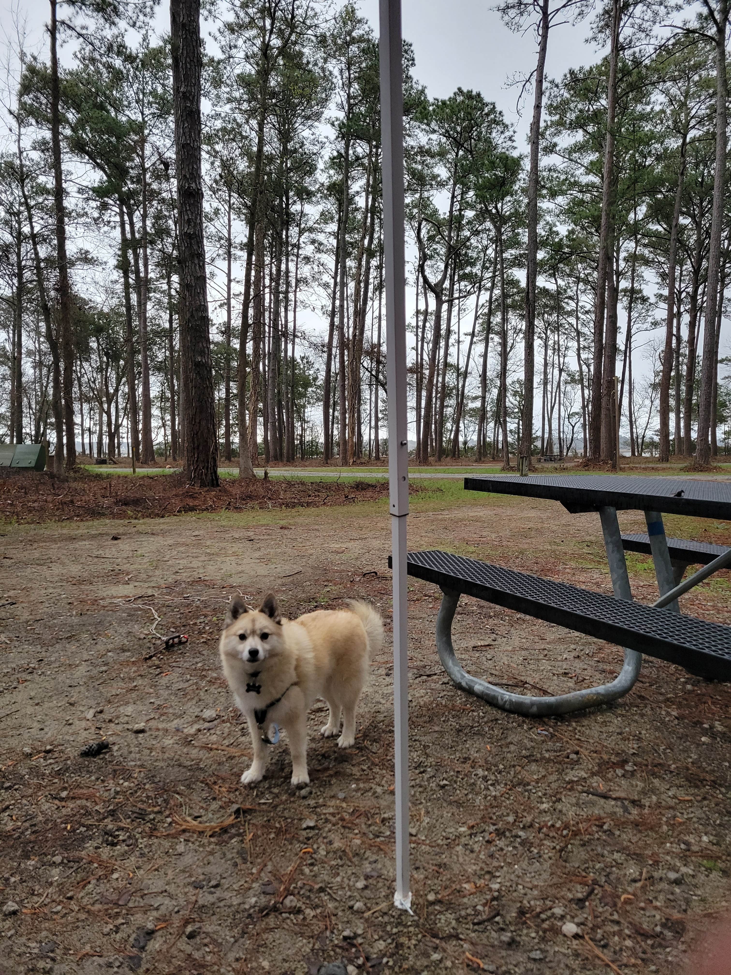 Sandra W.'s photo of camping with pets at Oyster Point Campground near Havelock, NC