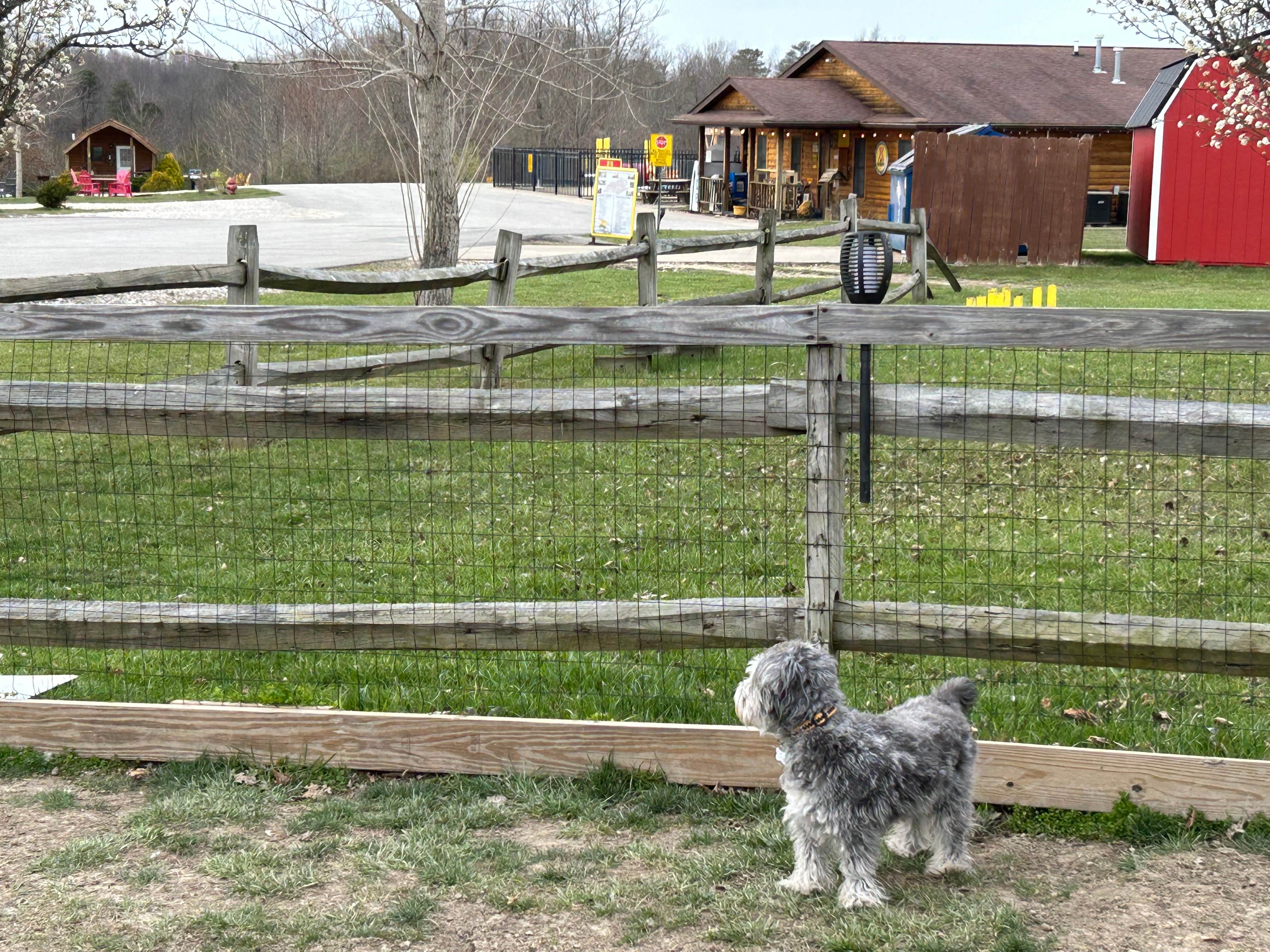 Todd C.'s photo of camping with pets at Ashland Huntington West KOA near Louisa, KY