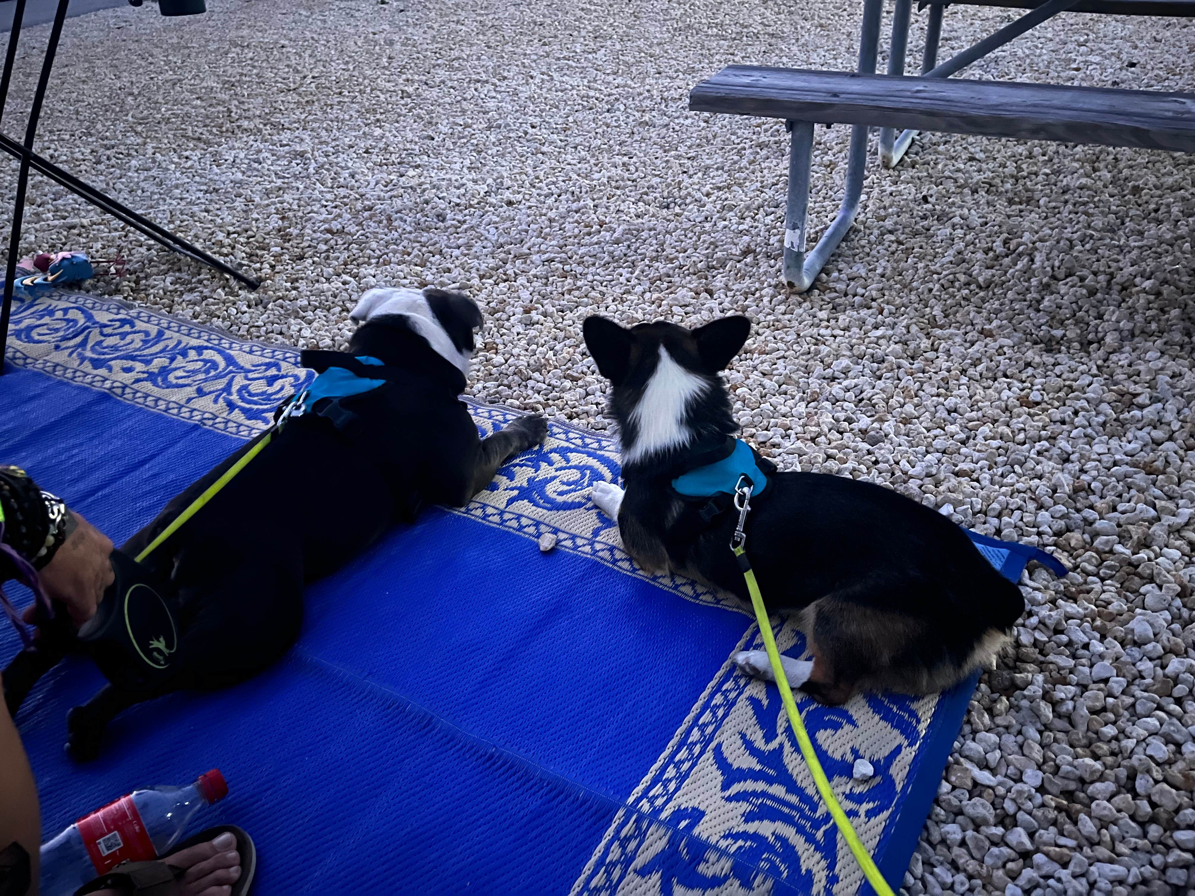 Diana R.'s photo of camping with pets at Encore Fiesta Key near Islamorada, Village of Islands, FL