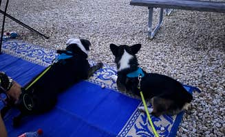 Diana R.'s photo of camping with pets at Encore Fiesta Key near Homestead, FL