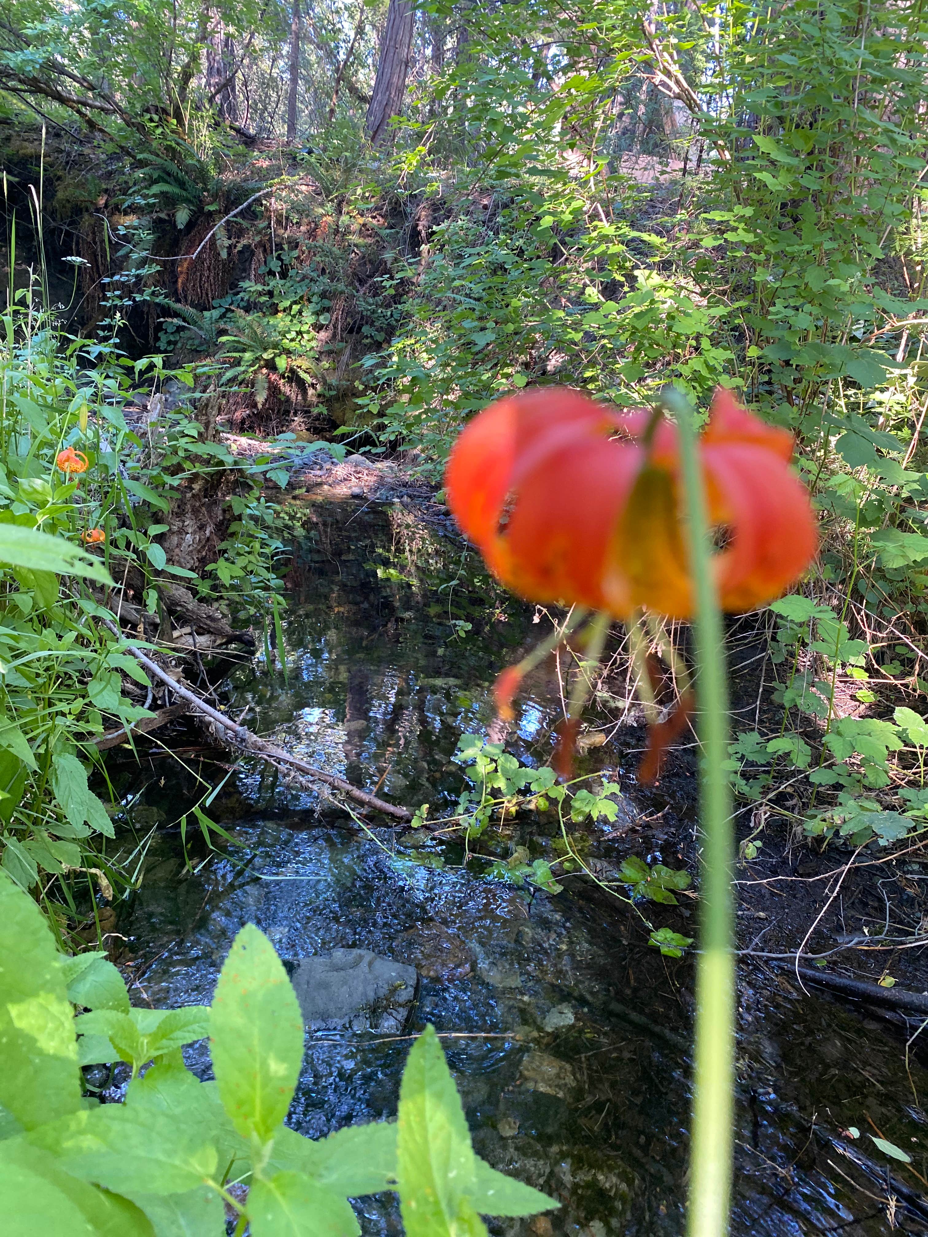 Camper-submitted photo at Radio Ranch near Burnt Ranch, CA
