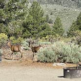 Review photo of Inyo National Forest Oh Ridge Campground by Scott F., July 2, 2022
