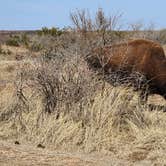 Review photo of South Prong Primitive Camping Area — Caprock Canyons State Park by Neal R., March 13, 2023