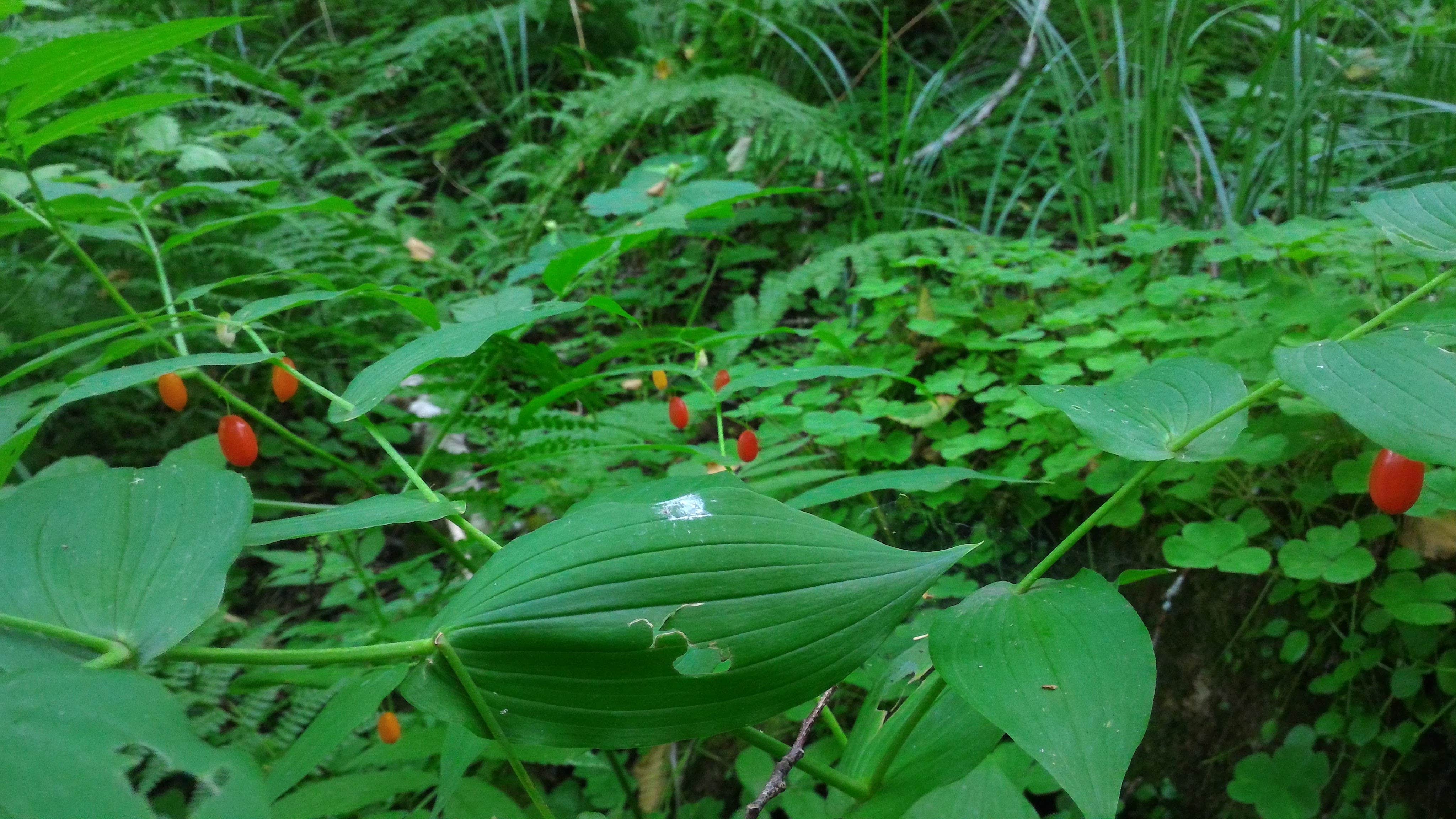 Camper-submitted photo at Artic Park near Aberdeen, WA