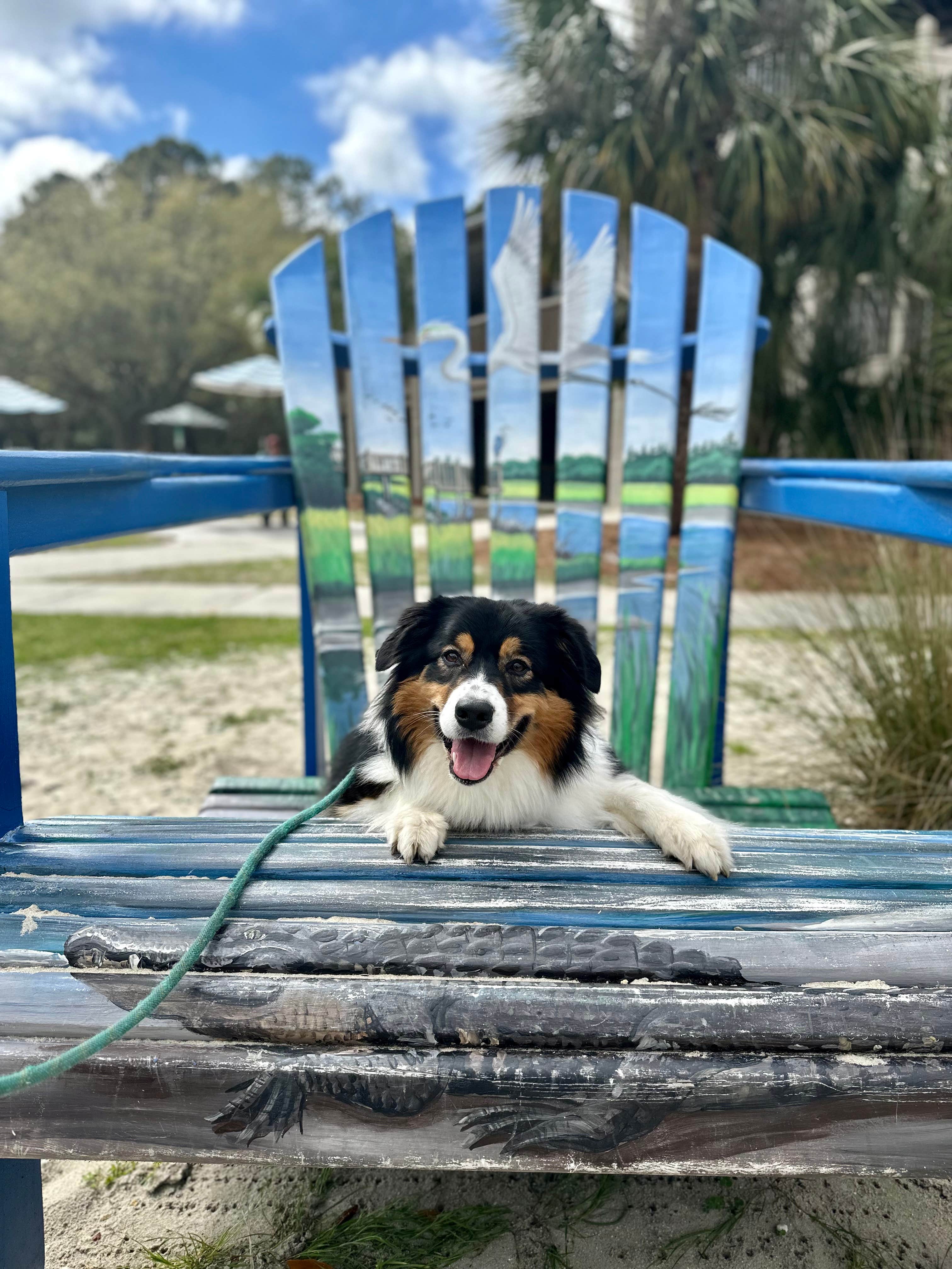 Elliot M.'s photo of camping with pets at Huntington Beach State Park Campground near Little River, SC
