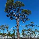 Review photo of Dr. Julian G. Bruce St. George Island State Park Campground by Kat G., March 14, 2023