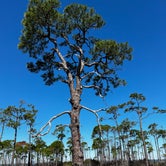 Review photo of Dr. Julian G. Bruce St. George Island State Park by Kat G., March 14, 2023