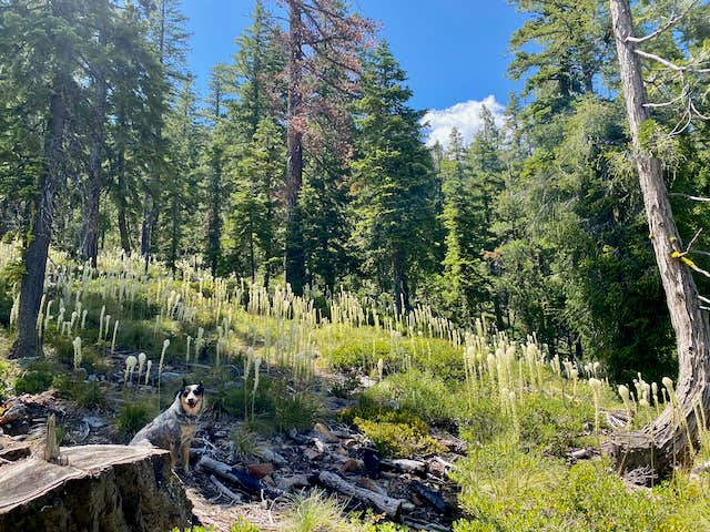 Ysabel U.'s photo of camping with pets at Regeneration Base Camp near Mount Shasta, CA