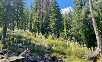 Ysabel U.'s photo of camping with pets at Regeneration Base Camp near Klamath National Forest