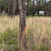 Review photo of Ochlockonee River State Park Campground by Christian D., March 15, 2023