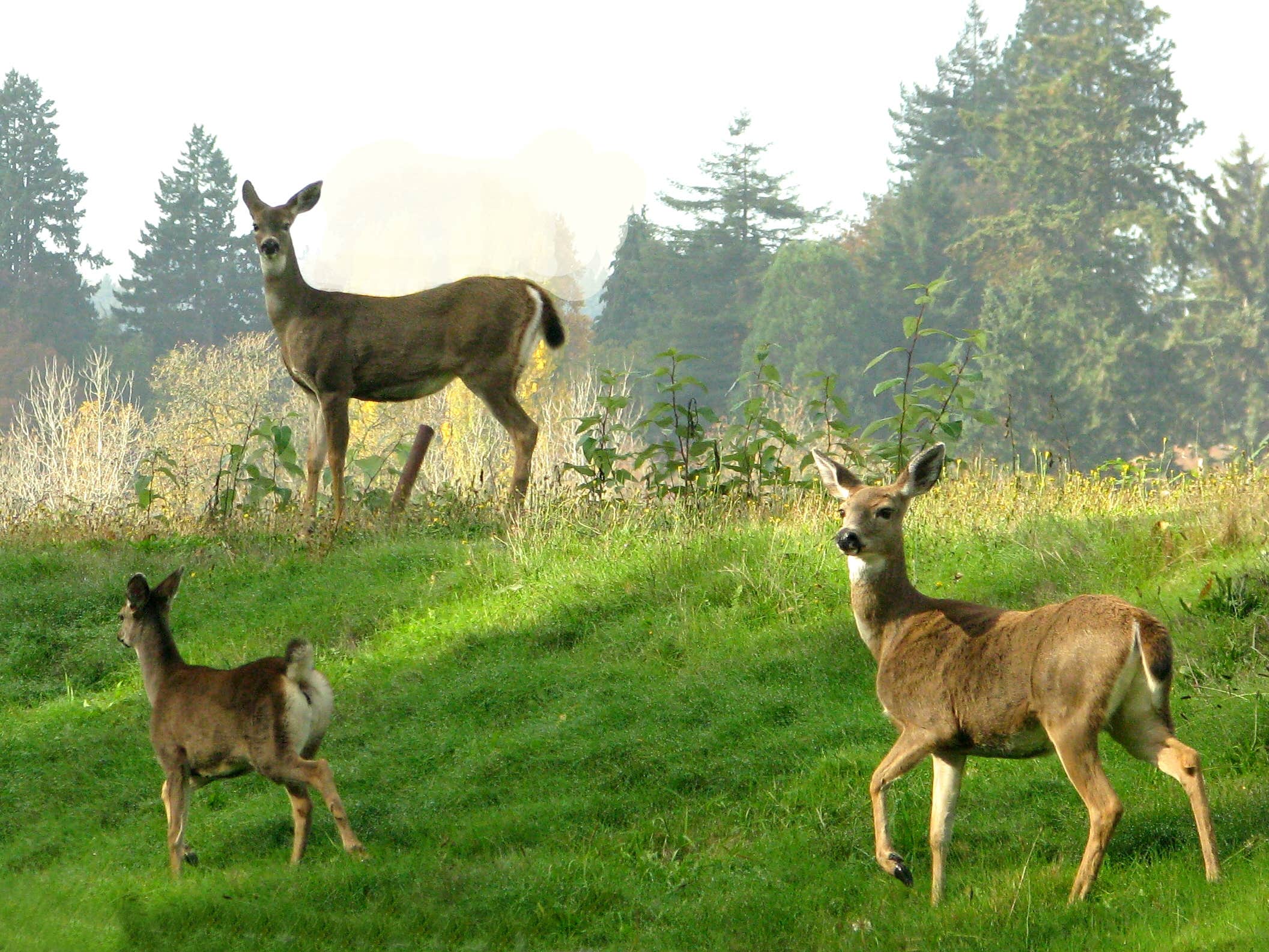 Camper-submitted photo at Deer Park Mountain View near Port Angeles, WA