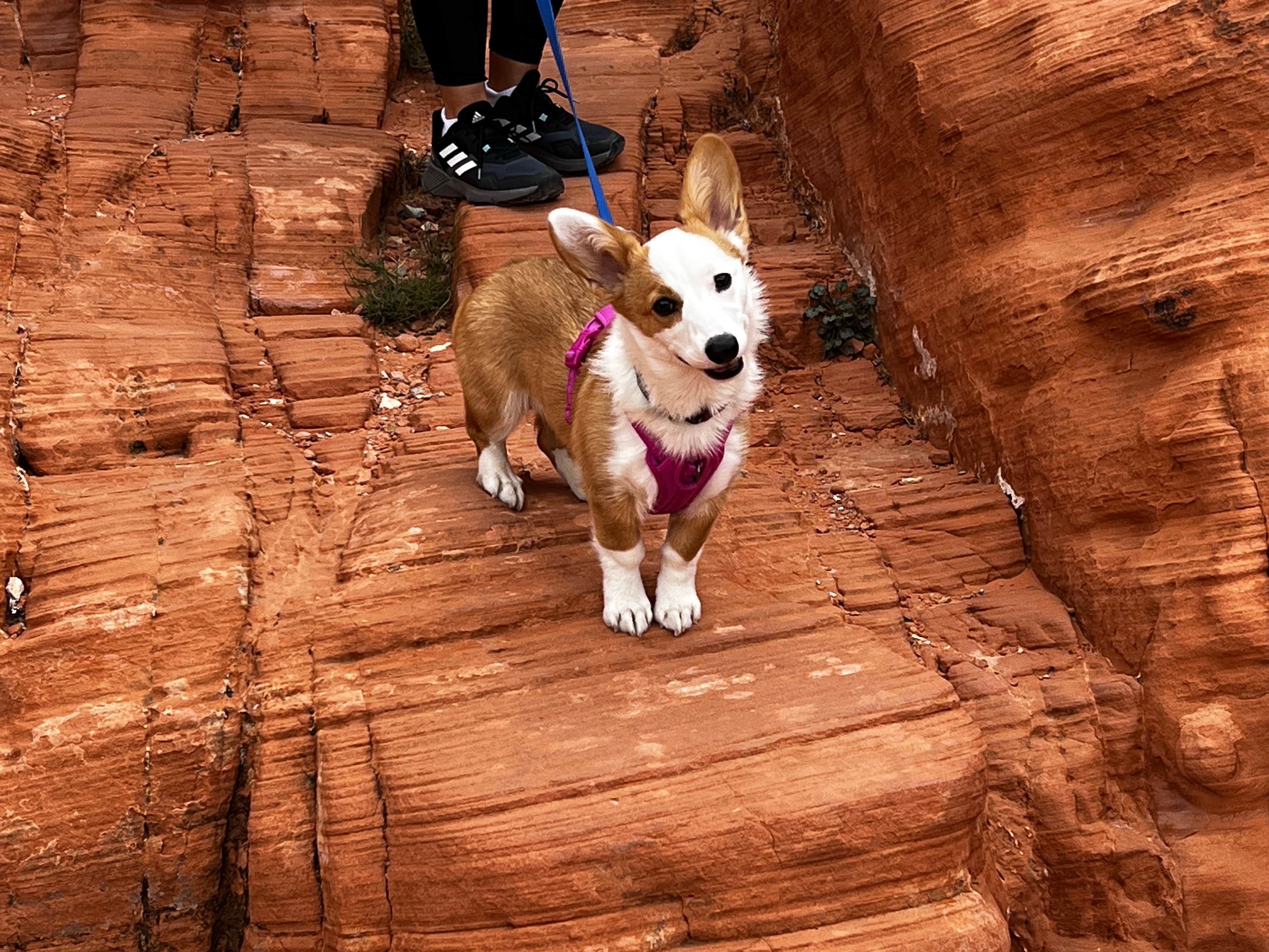 Michele H.'s photo of camping with pets at Atlatl Rock Campground — Valley of Fire State Park near Bunkerville, NV