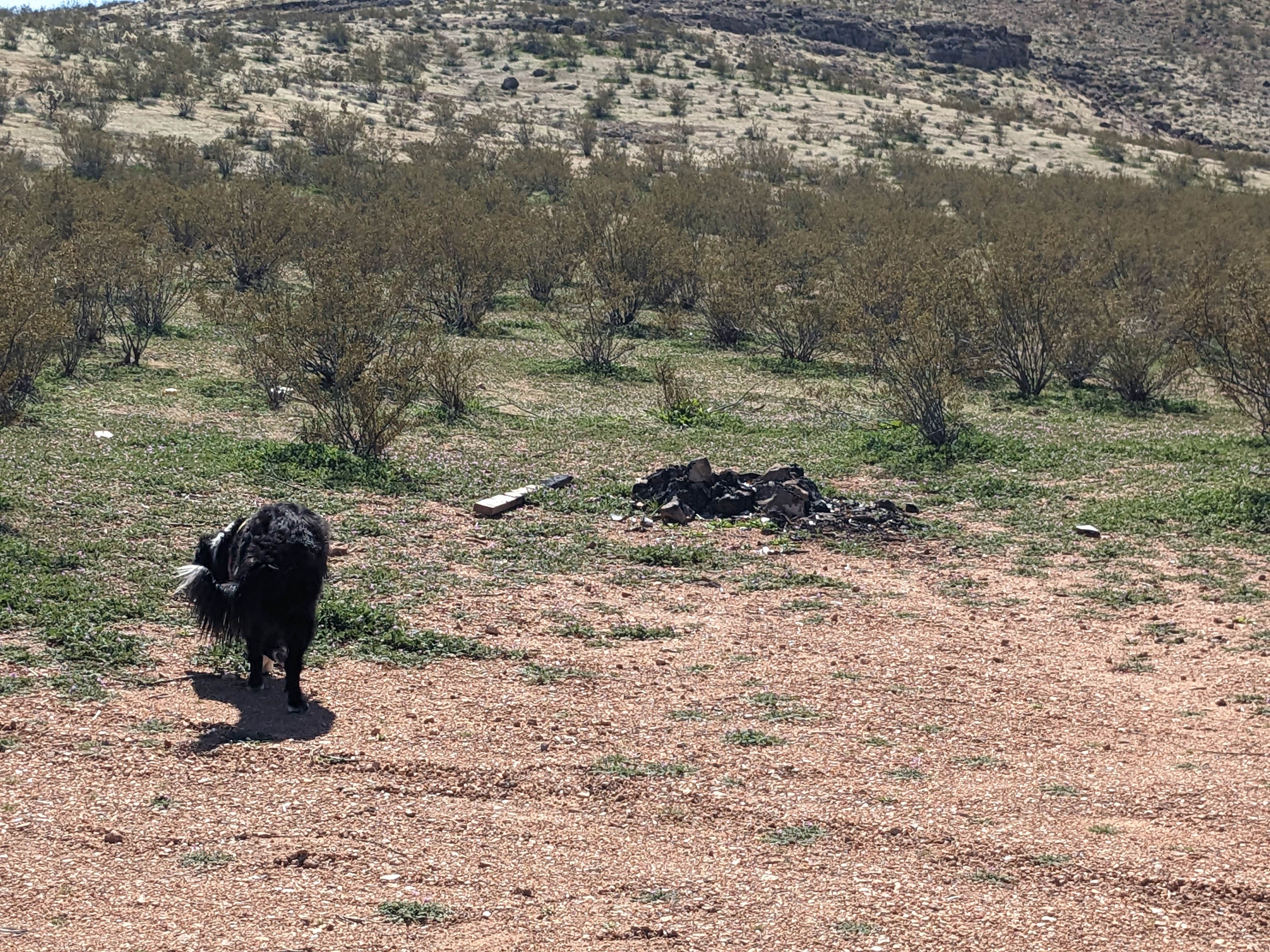 Greg L.'s photo of camping with pets at Black Rock Road Dispersed near Mesquite, NV
