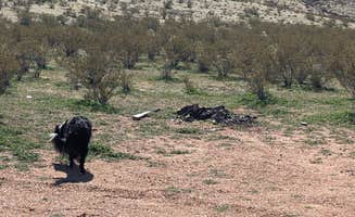Greg L.'s photo of camping with pets at Black Rock Road Dispersed near Mesquite, NV