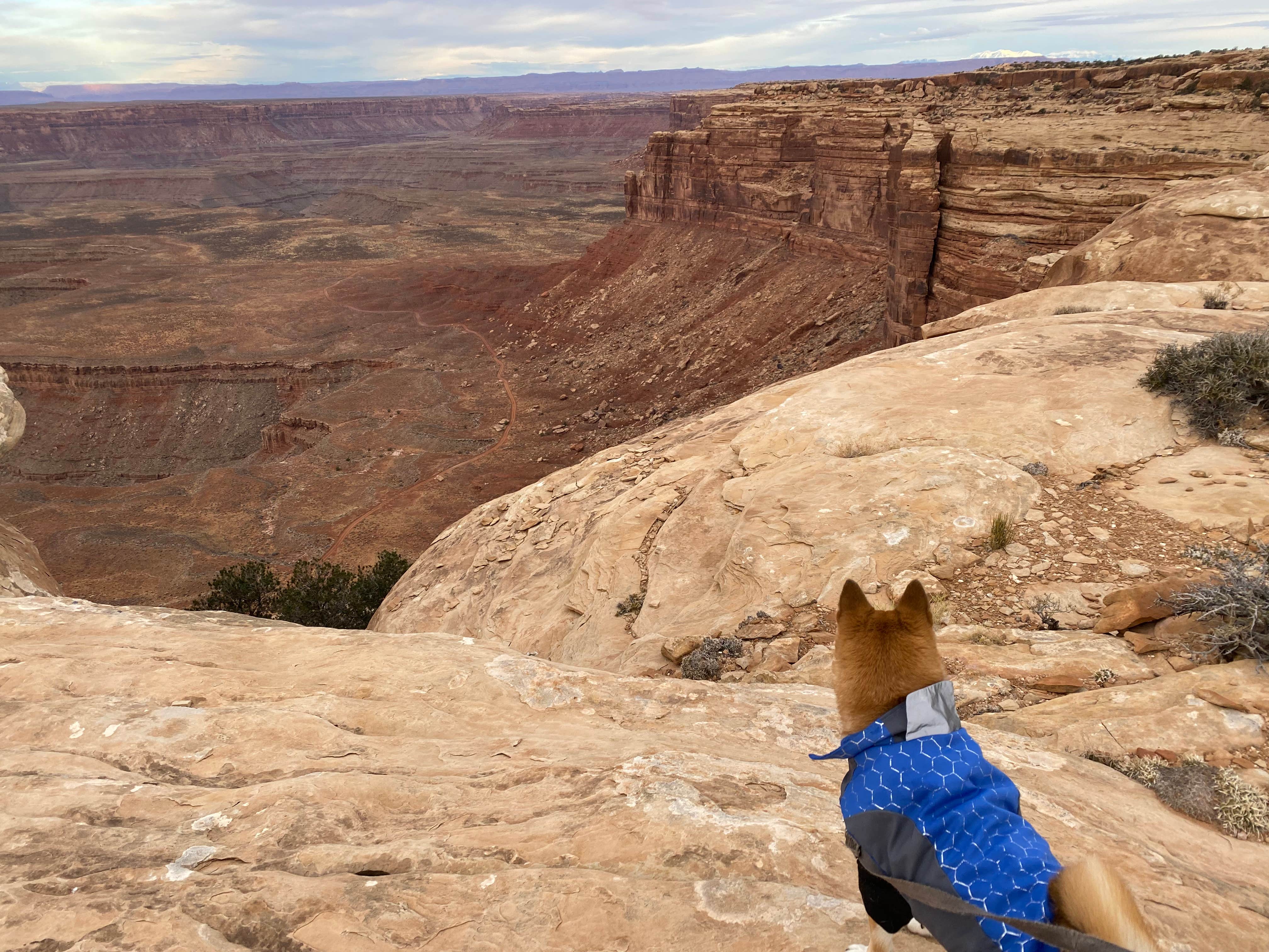 Helen H.'s photo of camping with pets at Muley Point — Glen Canyon National Recreation Area near Kayenta, AZ